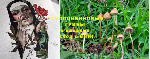 сатива Абаза
